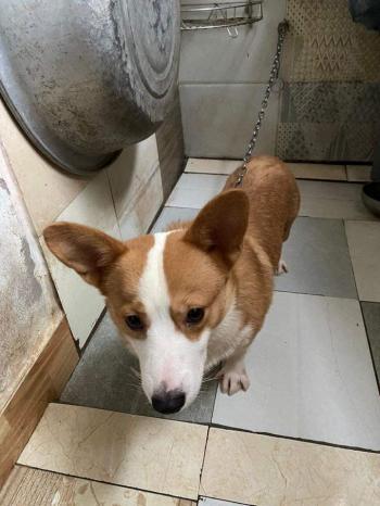 Phát hiện Chó lạc tại Hà Nội -  Chó Corgi Đực, màu Trắng - Vàng