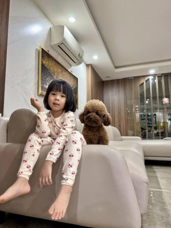 Tìm Chó lạc tại Lào Cai -  Chó Poodle Đực, màu Nâu đất