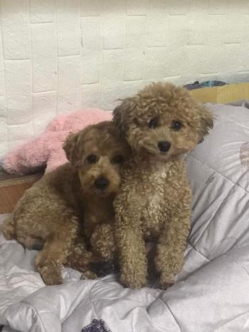 Tìm Chó lạc tại Hà Nội -  Chó Poodle Đực, màu Nâu đất