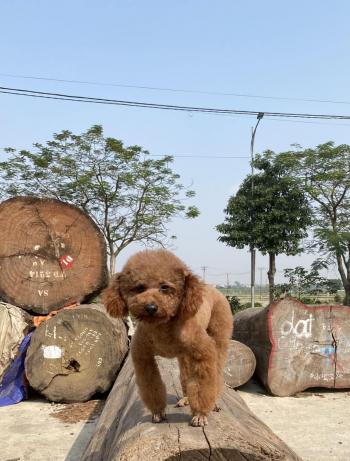 Tìm Chó lạc tại Hà Nội