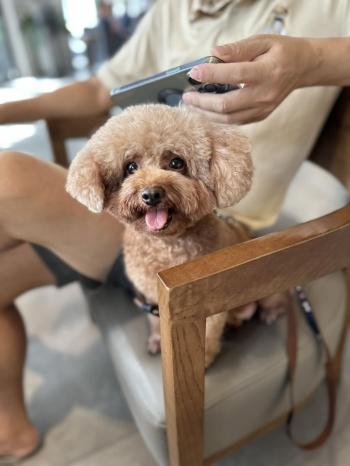 Tìm Chó lạc tại Hải Dương -  Chó Poodle Đực, màu Nâu đất