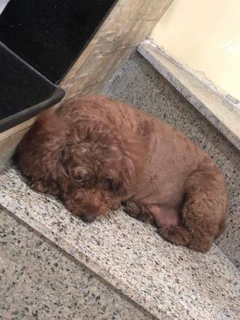 Tìm Chó lạc tại Hà Nội -  Chó Poodle Cái, màu Nâu đất