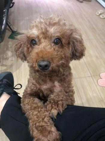 Tìm Chó lạc tại Hà Nội -  Chó Poodle Cái, màu Nâu đất