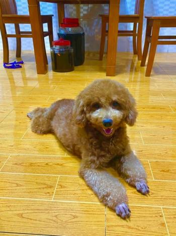 Tìm Chó lạc tại Bình Phước -  Chó Poodle Đực, màu Nâu đất