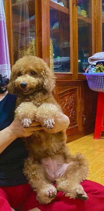 Tìm Chó lạc tại Bình Phước -  Chó Poodle Đực, màu Nâu đất