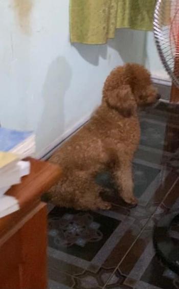 Tìm Chó lạc tại Bình Phước -  Chó Poodle Đực, màu Nâu đất