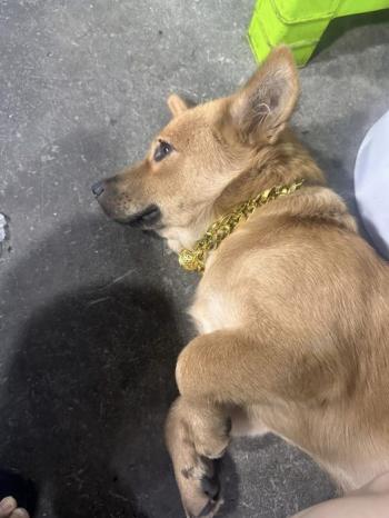 Tìm Chó lạc tại TP Hồ Chí Minh -  Chó Cỏ Đực, màu Vàng