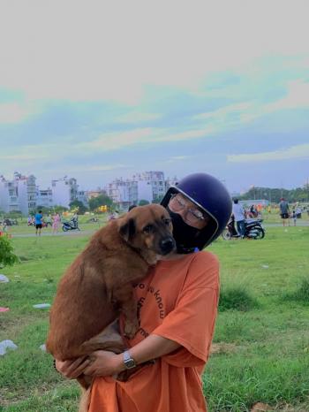 Tìm Chó lạc tại TP Hồ Chí Minh -  Chó Ta Đực, màu Vàng