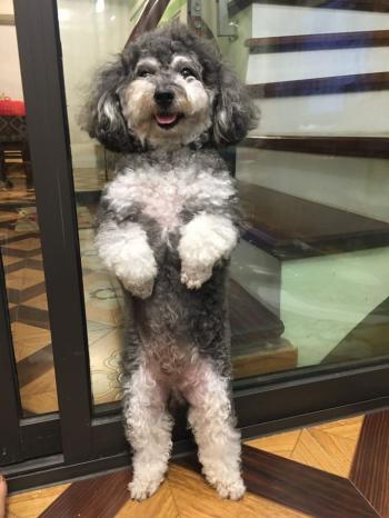 Tìm Chó lạc tại Hà Nội -  Chó Poodle Cái, màu Xám