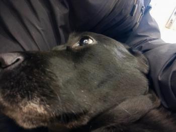Tìm Chó lạc tại Hà Nội -  Chó Labrador Retriever Cái, màu Đen