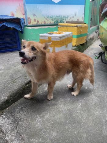 Tìm Chó lạc tại TP Hồ Chí Minh -  Chó Corgi Đực, màu Vàng