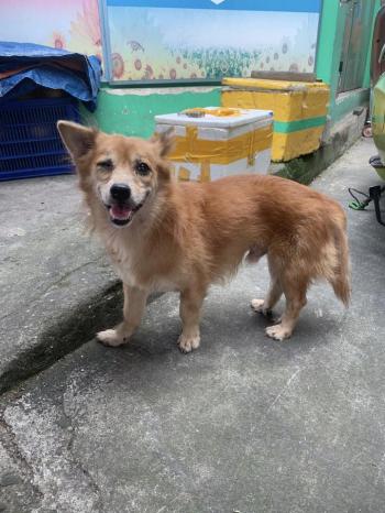 Tìm Chó lạc tại TP Hồ Chí Minh -  Chó Corgi Đực, màu Vàng