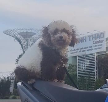 Tìm Chó lạc tại TP Hồ Chí Minh -  Chó Poodle Đực, màu Đen - Trắng (Bò sữa)