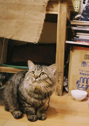 Tìm Mèo lạc tại Ninh Bình -  Mèo Anh Đực, màu Đen