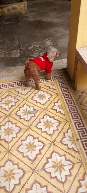 Tìm Chó lạc tại Hà Nội -  Chó Poodle Đực, màu Nâu đất