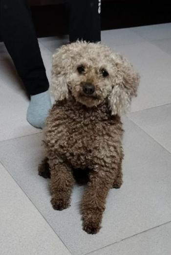 Tìm Chó lạc tại Hà Nội -  Chó Poodle Đực, màu Nâu đất