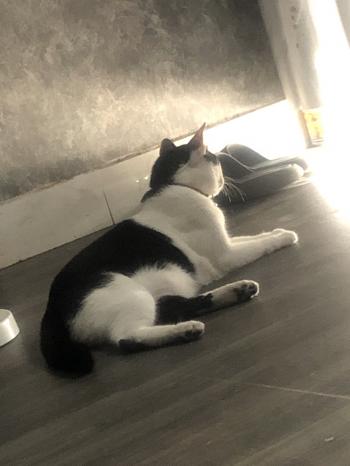 Tìm Mèo lạc tại TP Hồ Chí Minh -  Mèo Ta Đực, màu Đen - Trắng (Bò sữa)
