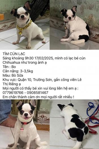 Tìm Chó lạc tại TP Hồ Chí Minh -  Chó Chihuahua Đực, màu Đen - Trắng (Bò sữa)