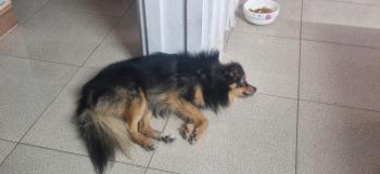 Tìm Chó lạc tại Hải Dương -  Chó Phốc sóc Đực, màu Đen