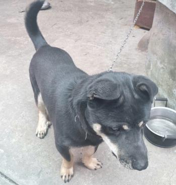 Tìm Chó lạc tại Hà Nam