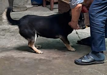 Tìm Chó lạc tại Hà Nam -  Chó Cỏ Đực, màu Đen - Vàng